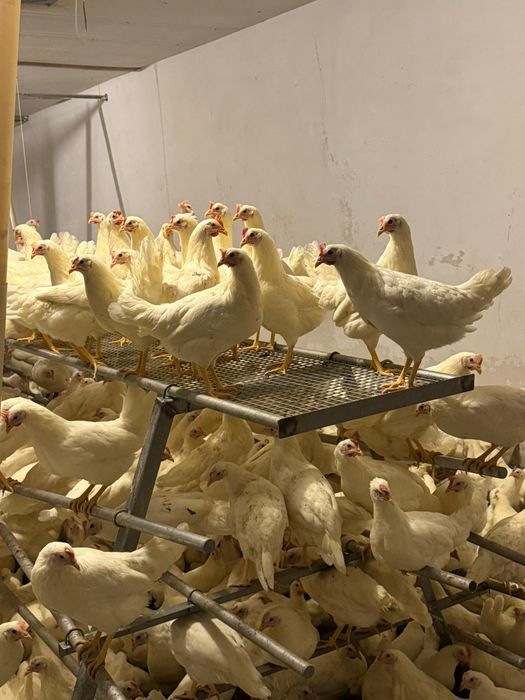 Kury Nioski Leghorn 24 tygodnie! Wysyłka od 10 sztuk.