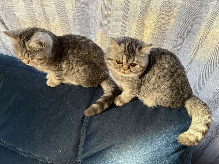 Британські короткошерстні дівчатка