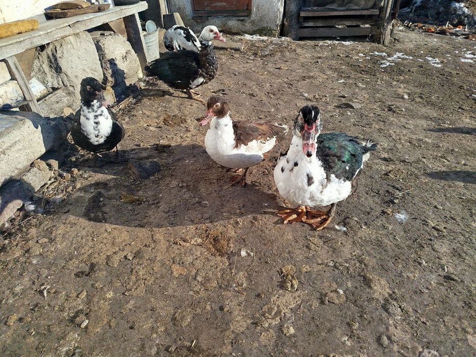 Чиста порода! Качка мускусна, індокачка, качур, розведення, на м'ясо