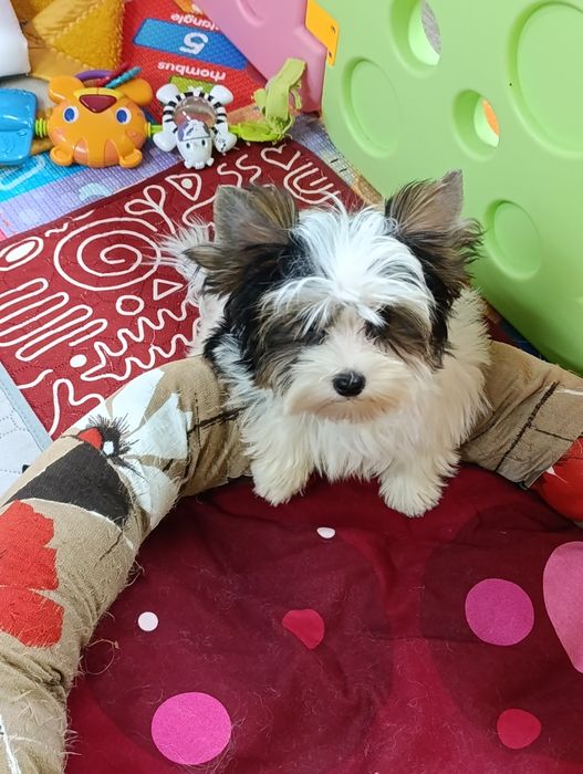 Бівер Йорк чудова дівчинка маленький стандарт