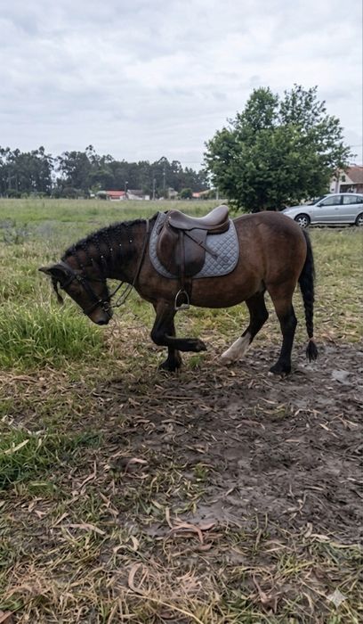 Garrano para venda