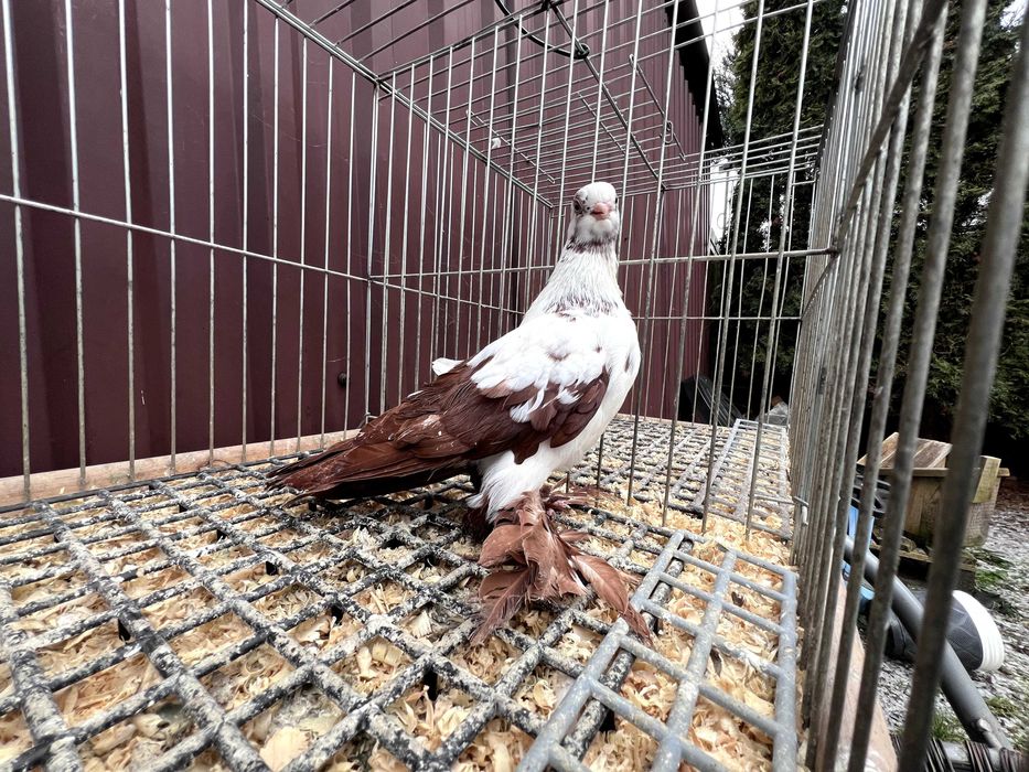 Motyl Warszawski 2025r Samiec