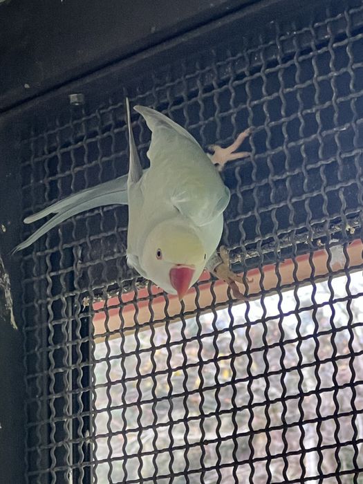 Rig necks prontos para acasalamento