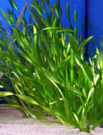 Растения аквариумные
