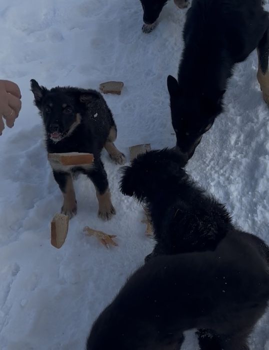 Щенятко в хороші руки