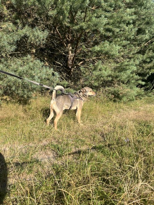 Brutusek bardzo lagodny piesek