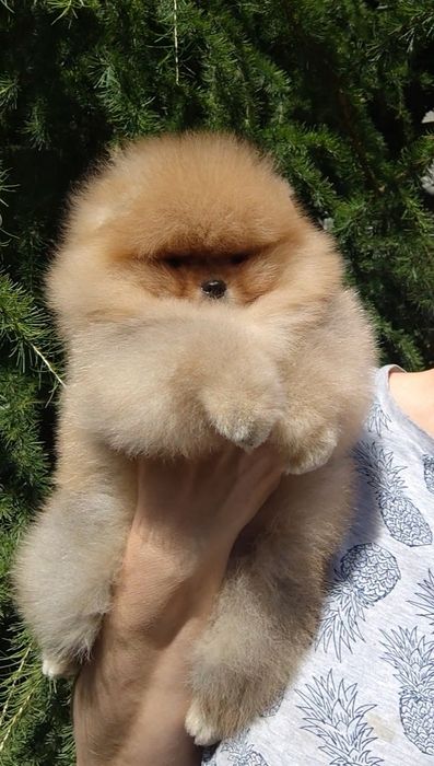 Гарний хлопчик 21.06., КСУ
