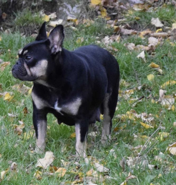 Buldog francuski sunia LENA