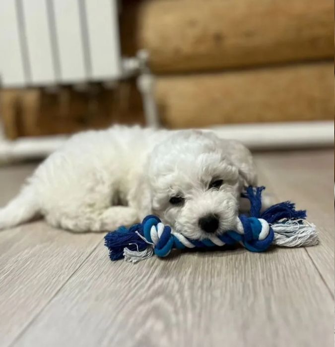 Детки Бишон Фризе