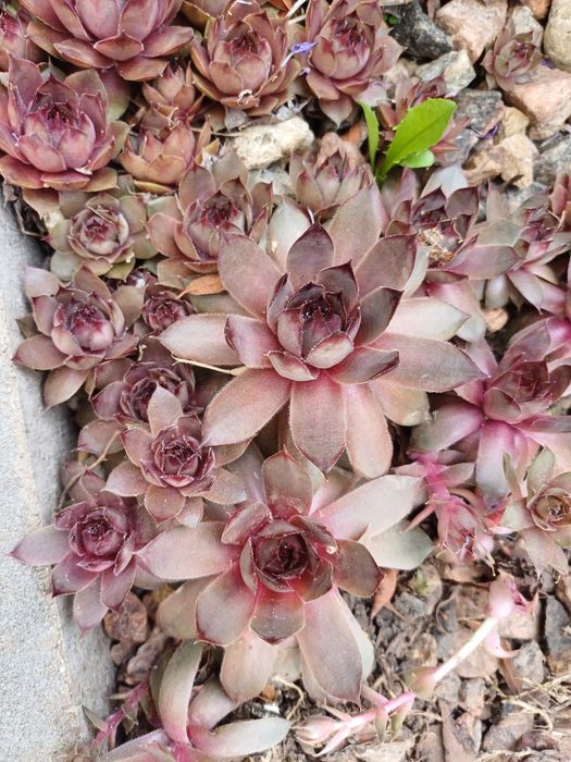 Молодило.Кам'яна троянда