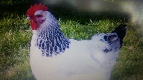 Kury nioski Sussex Dowóz Gratis