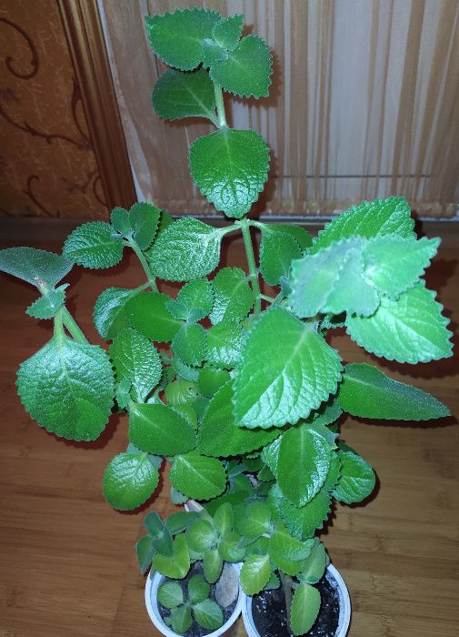 Цветок, цветы, клумба, Колеус, Колеус Блюма, отростки.