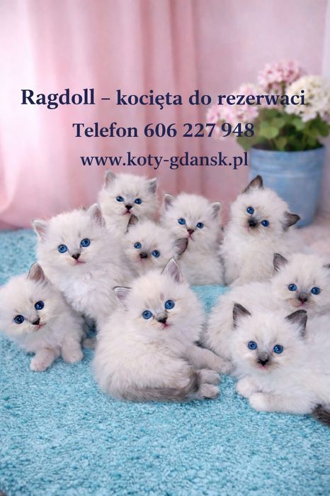 Rag.WCF/PZF.PROFESJONALNA hodowla+badania Genetyczne+10kg karmy,kuweta