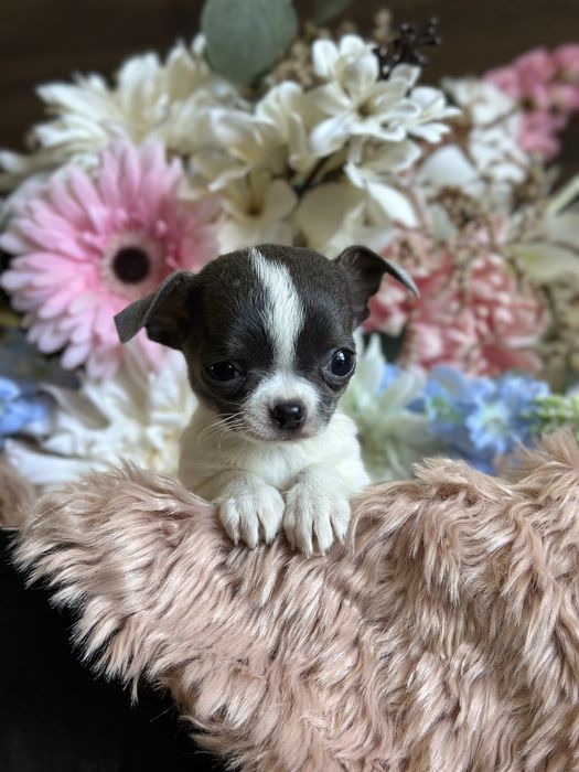 CHIHUAHUA dziewczynka bialo niebieska MINI :)