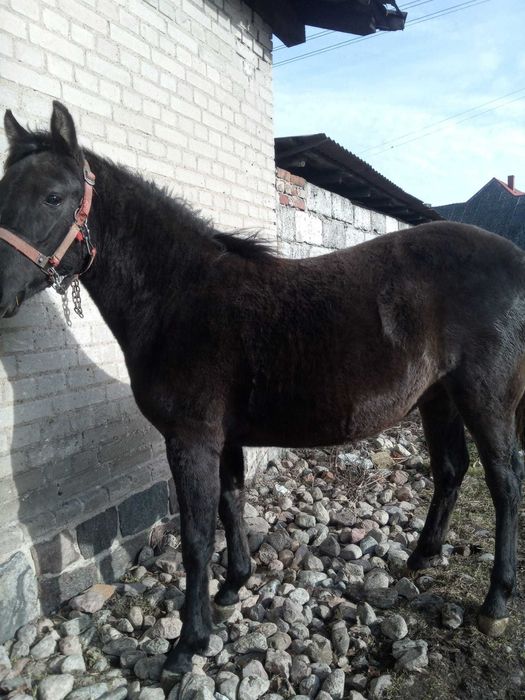 Sprzedam klacz huculska