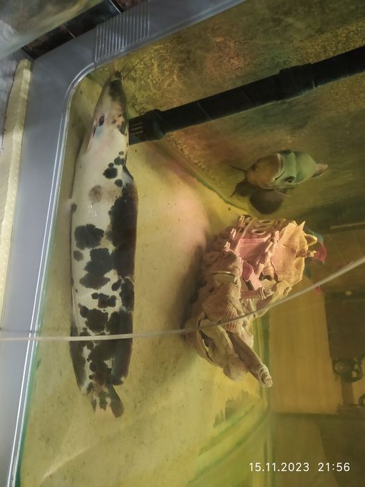 Сом 32 сантиметра