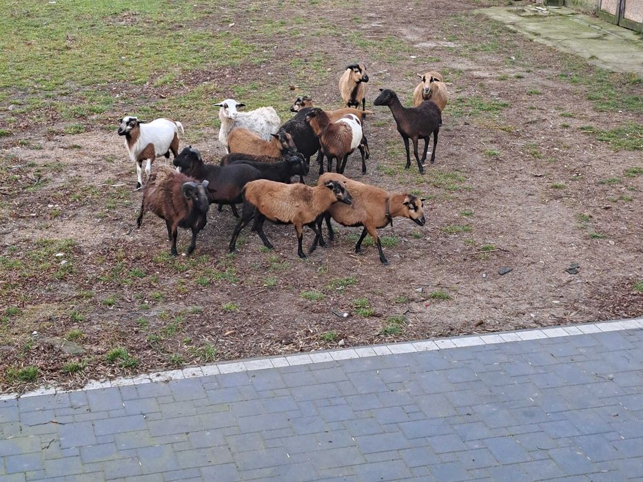 Mlode owce i triki kameruńskie.