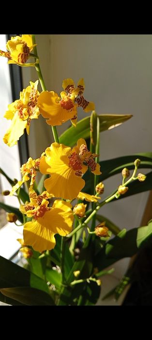 Онцидіум, онцидиум, орхидея