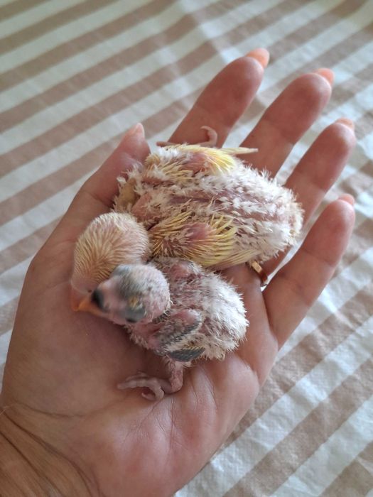 Vende-se uma linda família de periquitos-do-amor (Agapornis)!  - Mamã e papá saudáveis e muito bem tratados. - Três crias com 1 mes de idade