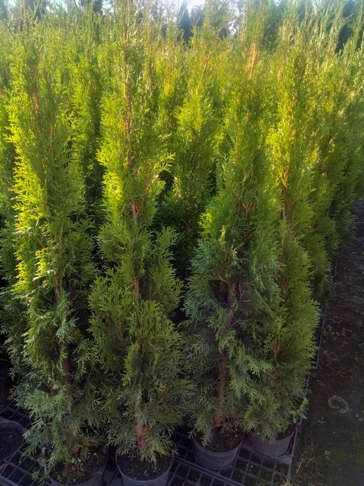 Thuja Szmaragd 100-110 cm 11 zł