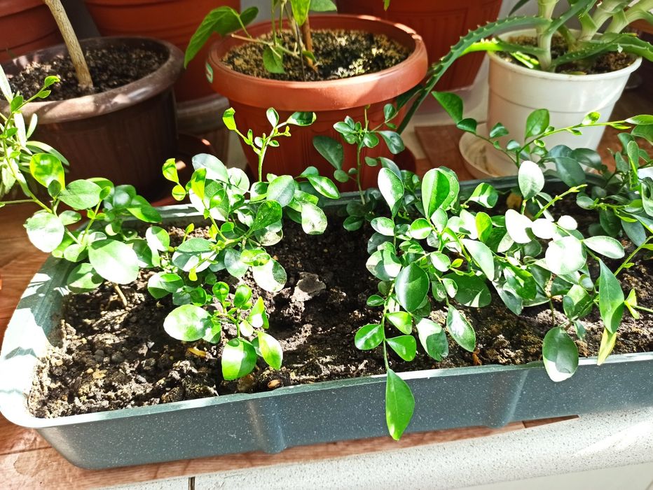 Продам саженцы  Муррайи метельчатой, детки, в Днепре.