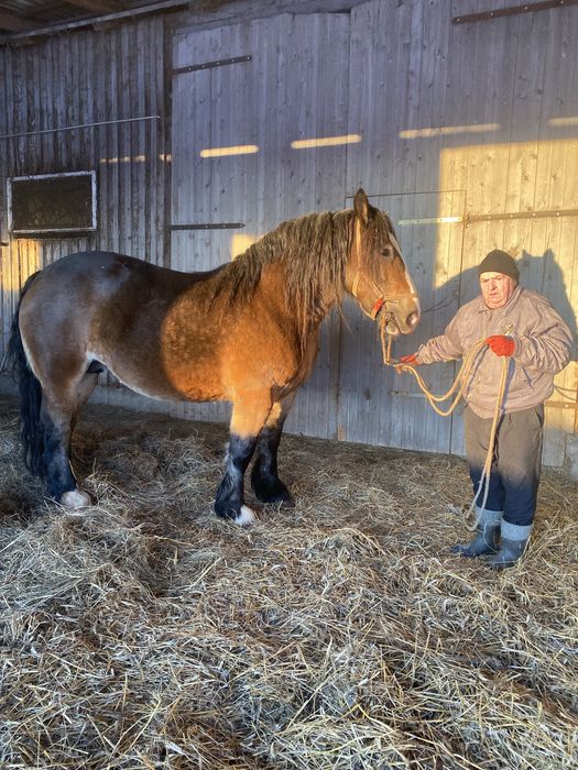Klacz zimnokrwista z źróbką