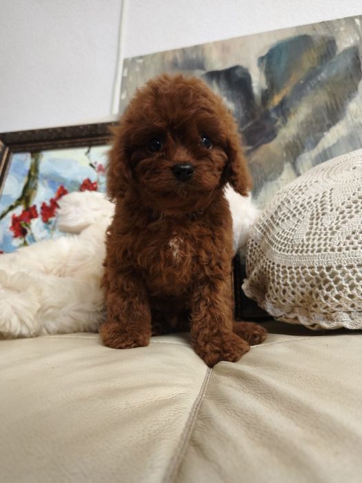 пудель Той пудель мини-пудель ксу