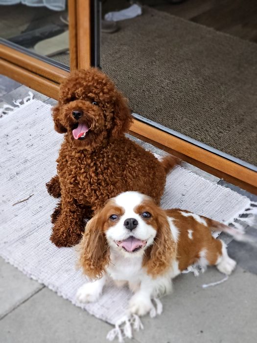 Cavapoo piesek szczeniak