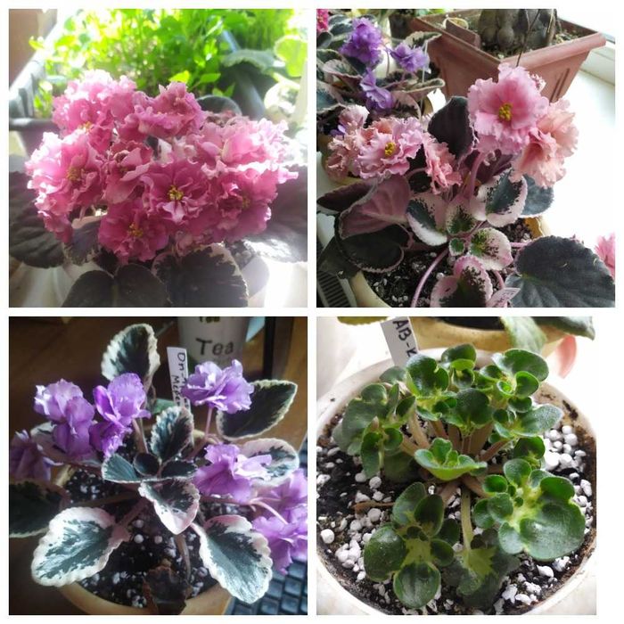 продам декабристы.фиалки