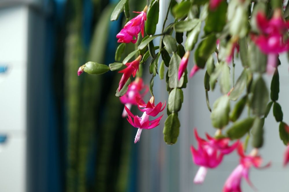 Рождественник декабрист шлюмбергера зигокактус вазон