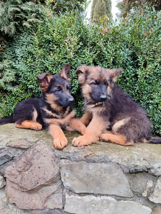 Продаються цуценята німецької вівчарки