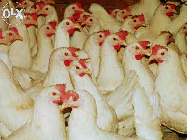 Kury Nioski Leghorn Gorzyce z transportem pod dom
