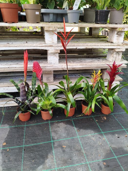 Bromélias variadas - planta em vaso