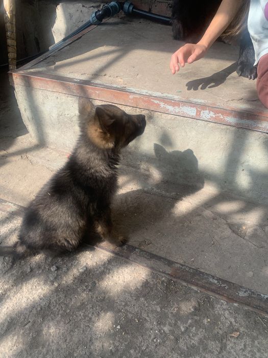 Продам цуциків німецька вівчарка