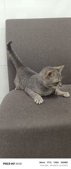 Кошка  в добрые руки