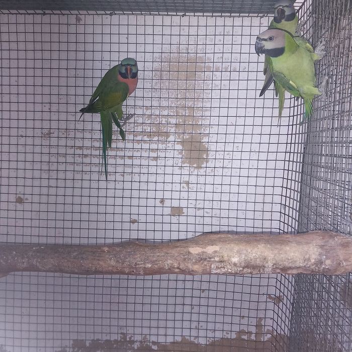 Psittacula alexandri ( moustachos)