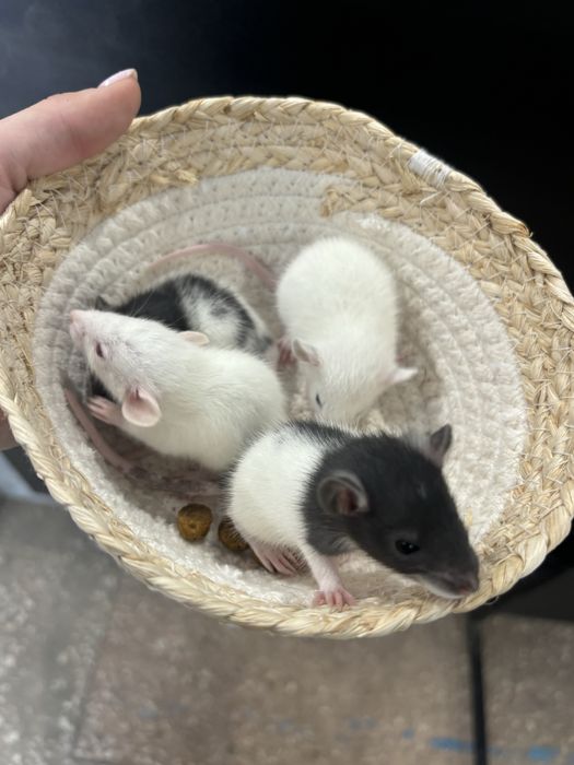 Щурик декоративний