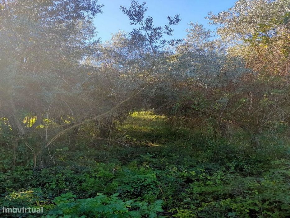 O Seu Refúgio de Sonho com Riacho e Olival a 15min de Torres Novas