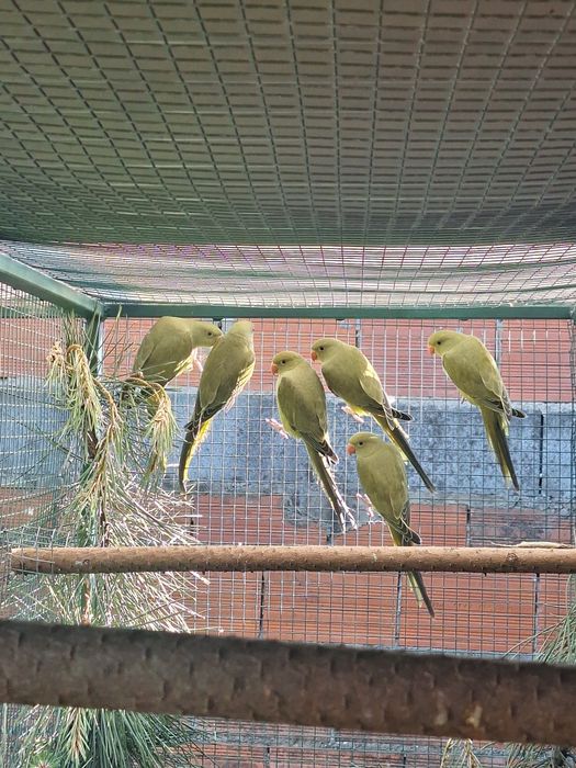 Diponiveis Ringneck de 2026