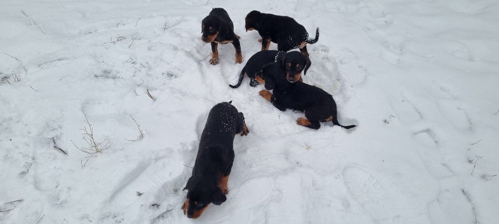 Карпатська гонча