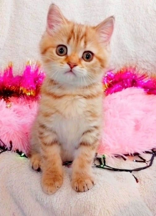 Дівчинка красунечка Золота шиншила таббі шотландочка