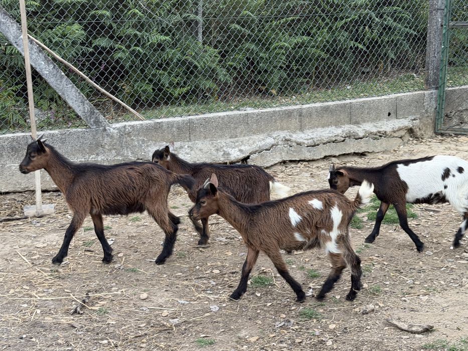 Lote de 5 cabras (vendo separado)