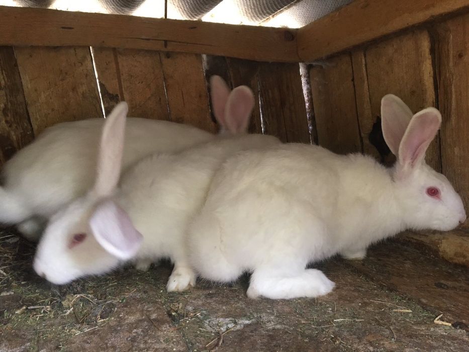 Продам недорого кролі порноди ПАНОН ТА ФЛАНДАР