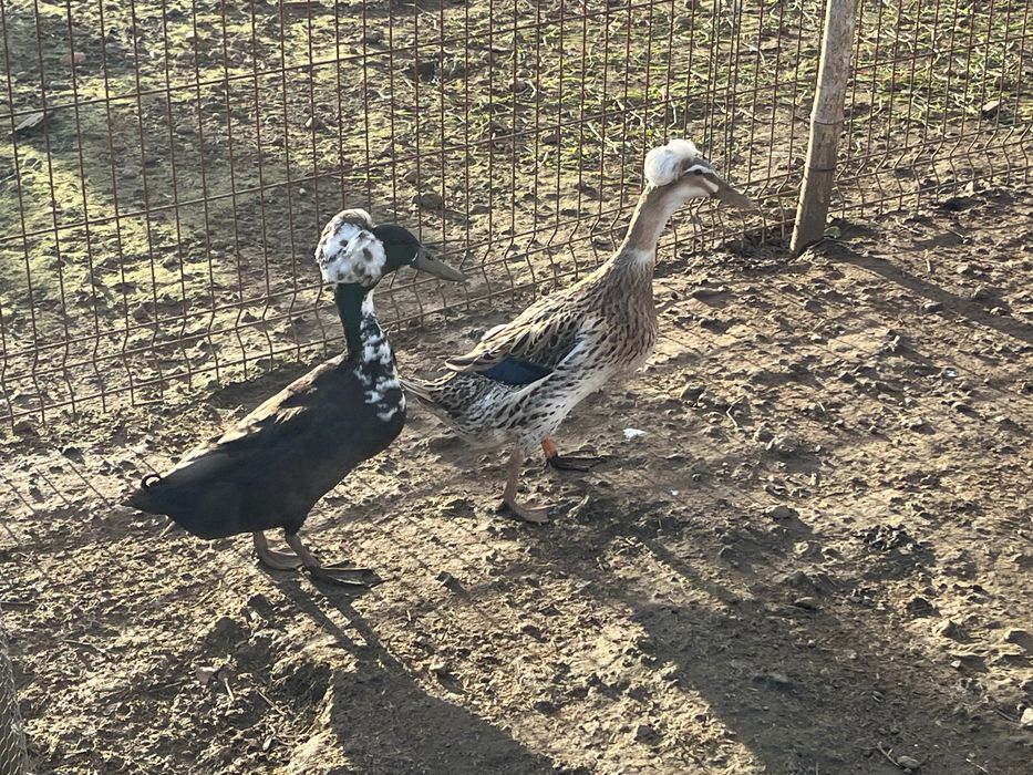 Ovos de patas de pompom