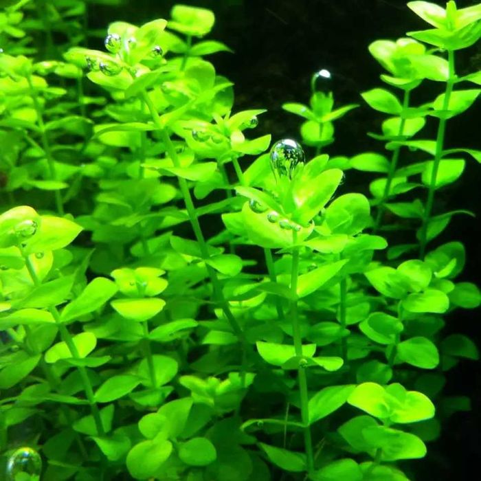 Микрантемум тенистый. Акваріумні рослини