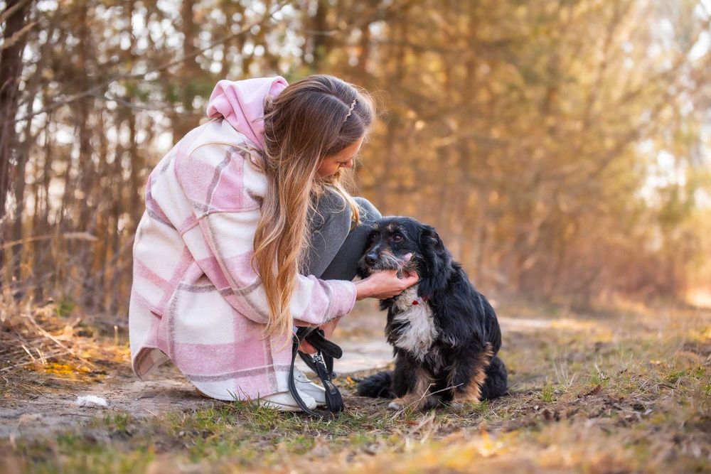Śliczny, łagodny, mały psiak w typie terreira - Pierrot do adopcji