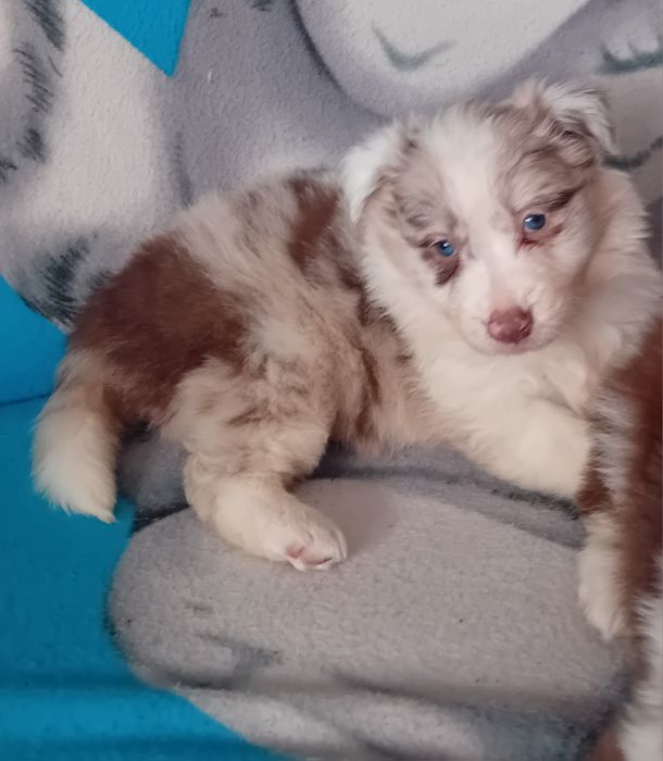 Border collie szceniak