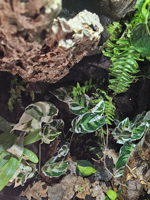 Terrarium tropikalne 60x40x100 powiększona wentylacja kameleon