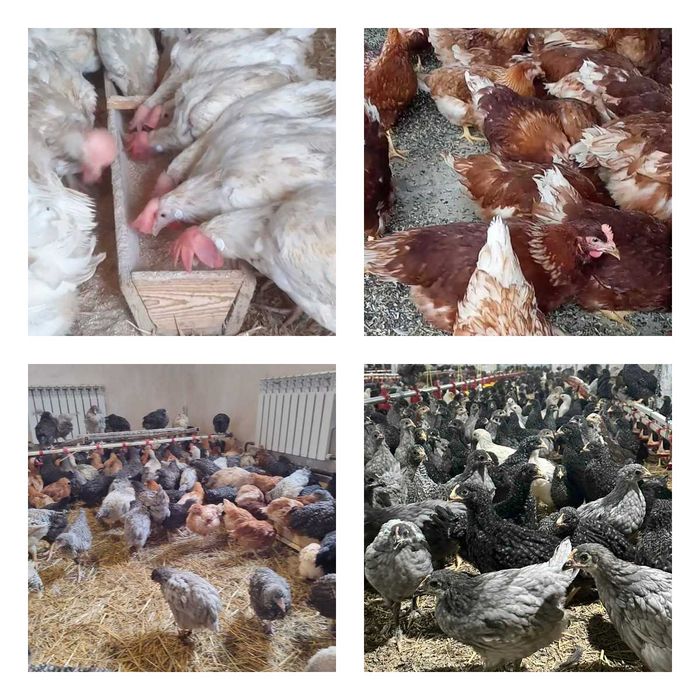 Продам кури несушки! Доставка безкоштовна. Козятин!