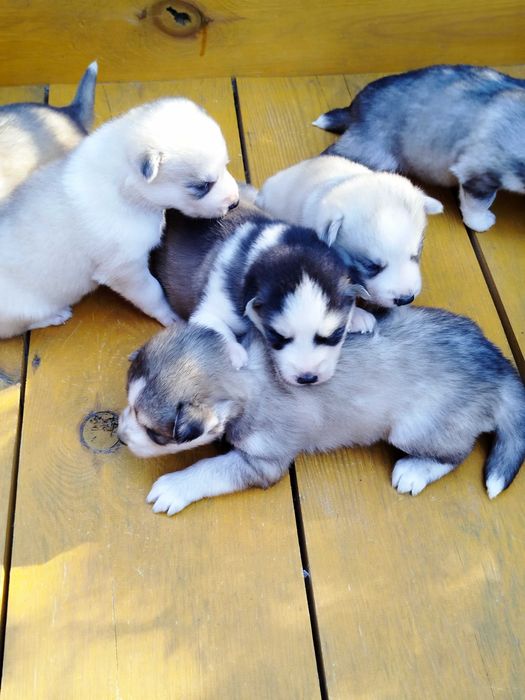 Siberian Husky pies tel.-575302039